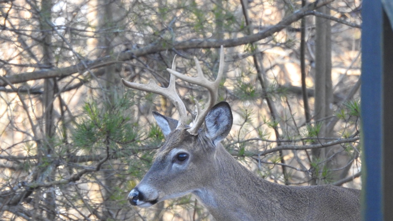 Photo of Others in Ellijay