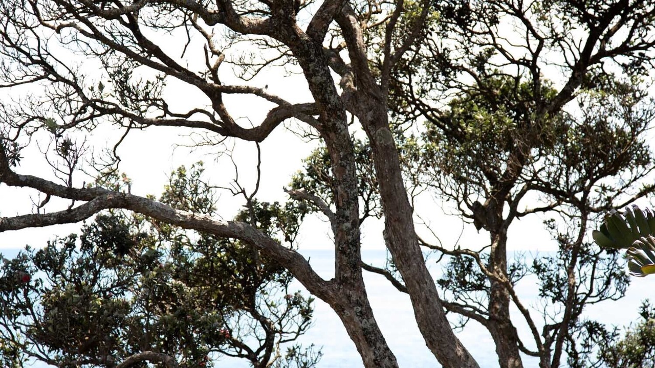 Photo of Others in Oakura