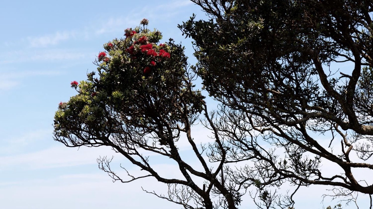 Photo of Others in Oakura