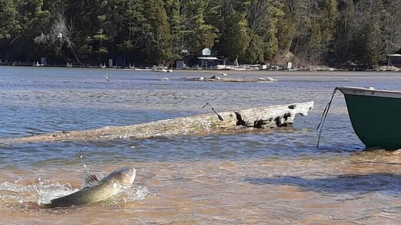 Photo of Others in Wellston