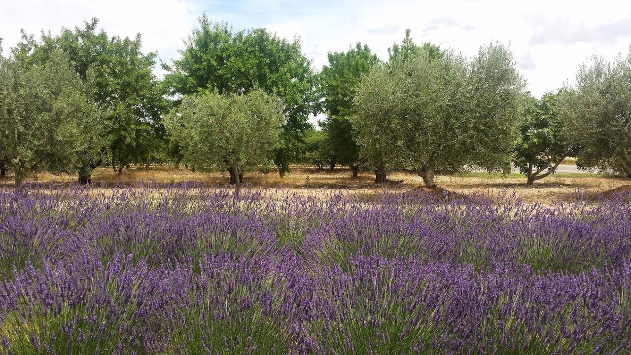 Photo of Others in Forcalquier