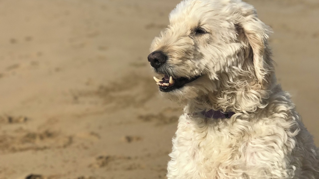 Photo of Others in Barwon Heads