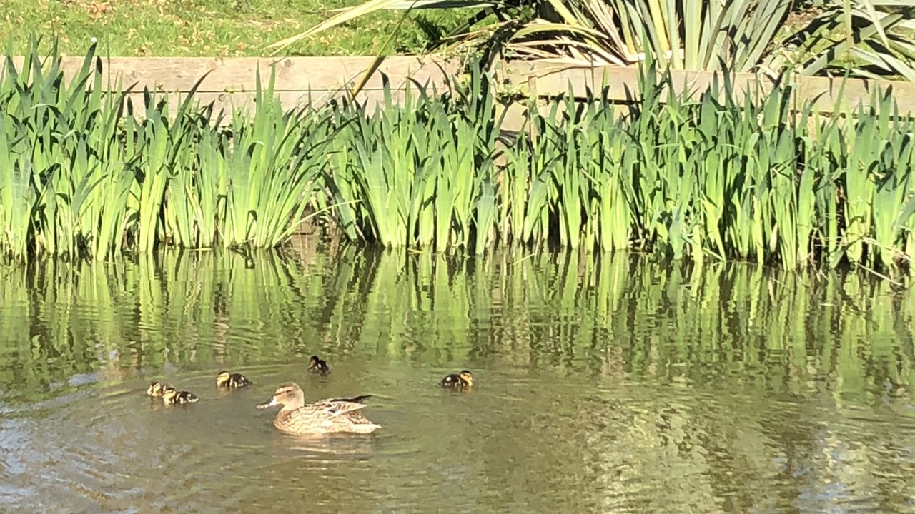 Photo of Others in Tenterden