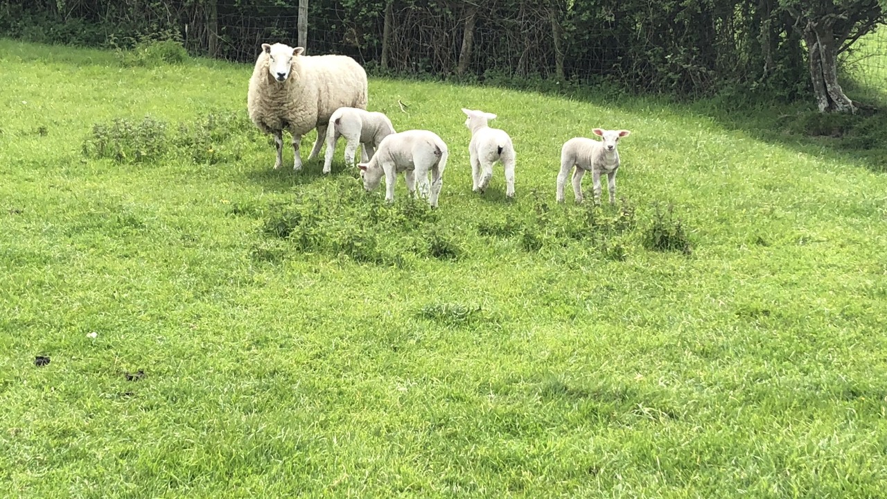 Photo of Outdoor in Tenterden