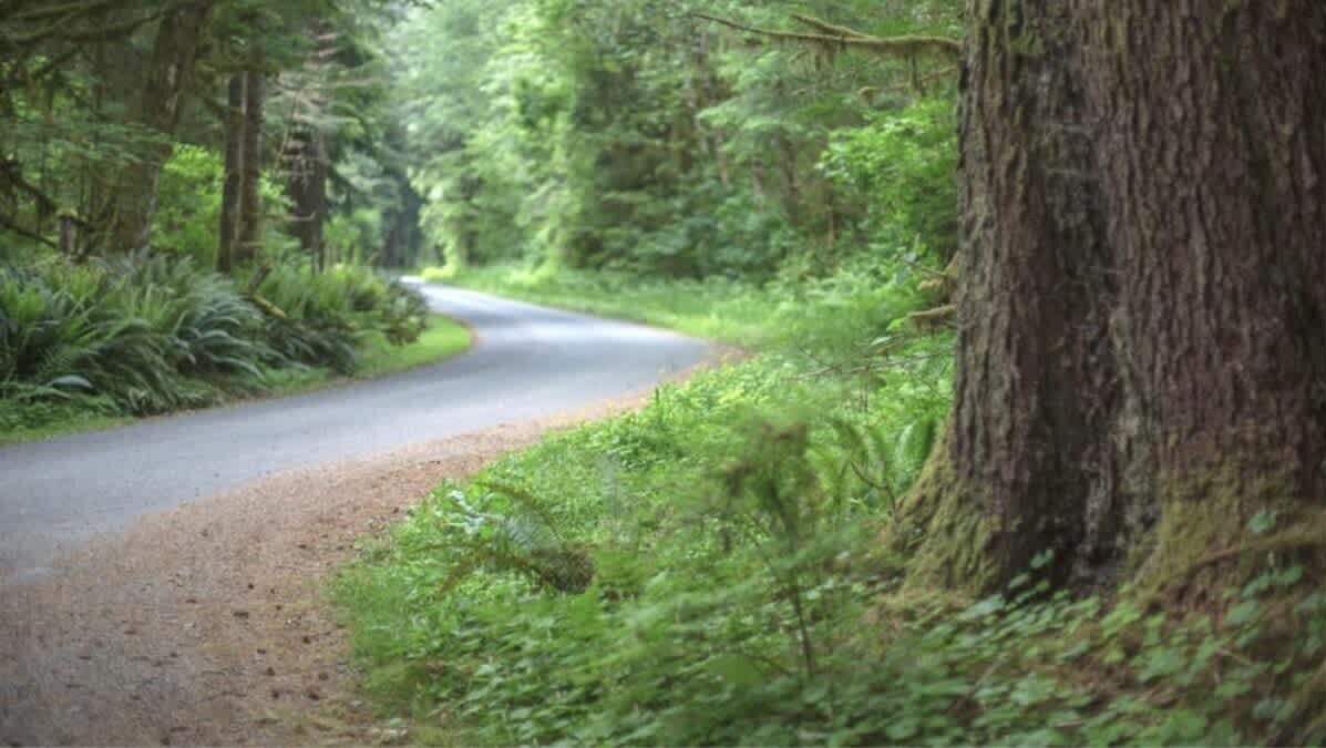 Photo of Others in Forks