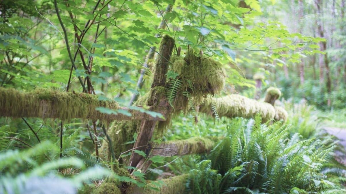 Photo of Others in Forks