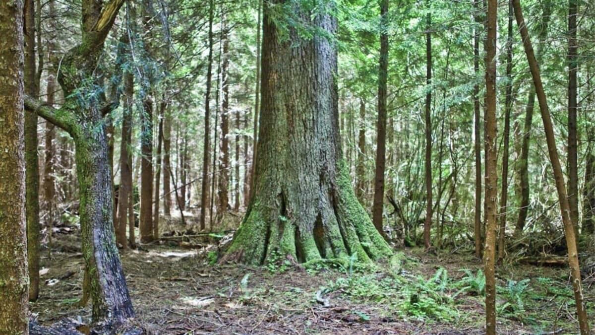 Photo of Others in Forks