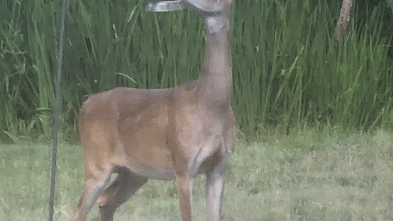 Photo of Others in Kerrville