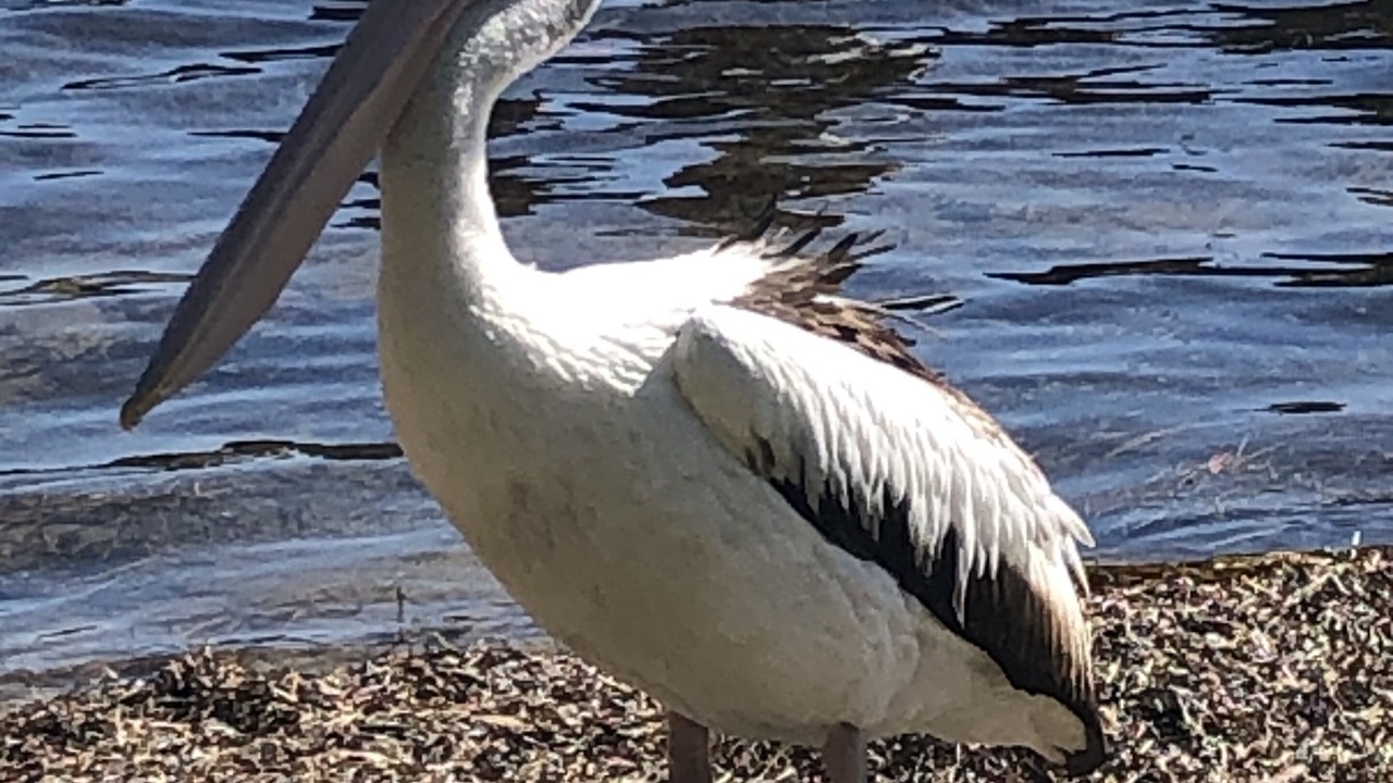 Photo of Outdoor in Burrill Lake