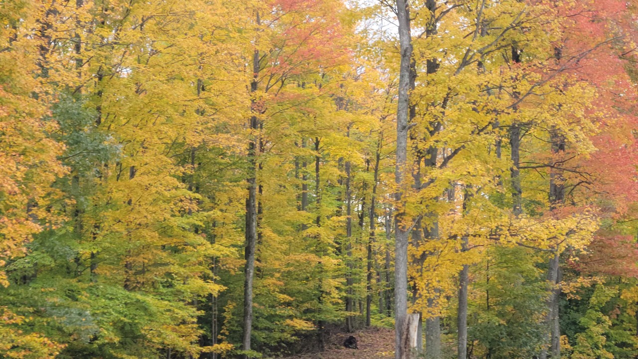 Photo of Outdoor in Northeast Michigan