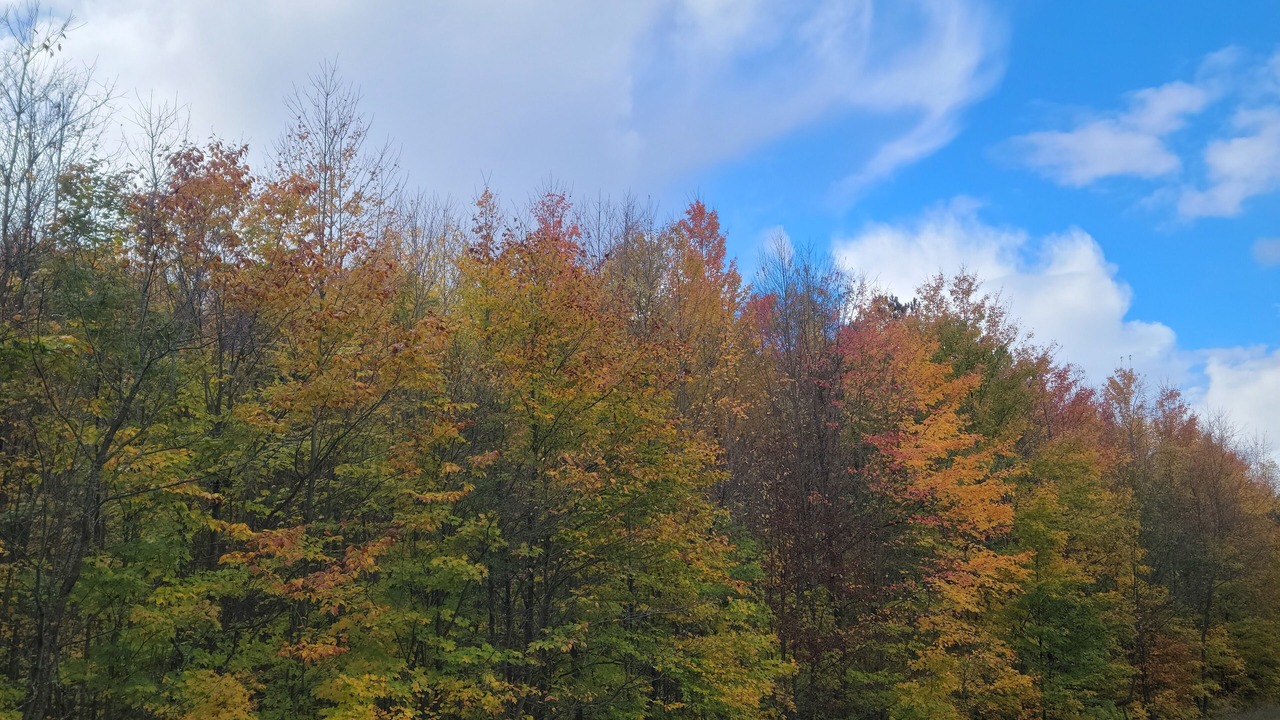 Photo of Others in Northeast Michigan
