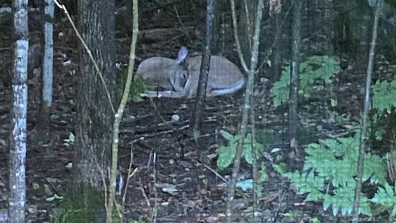Photo of Others in Huntsville