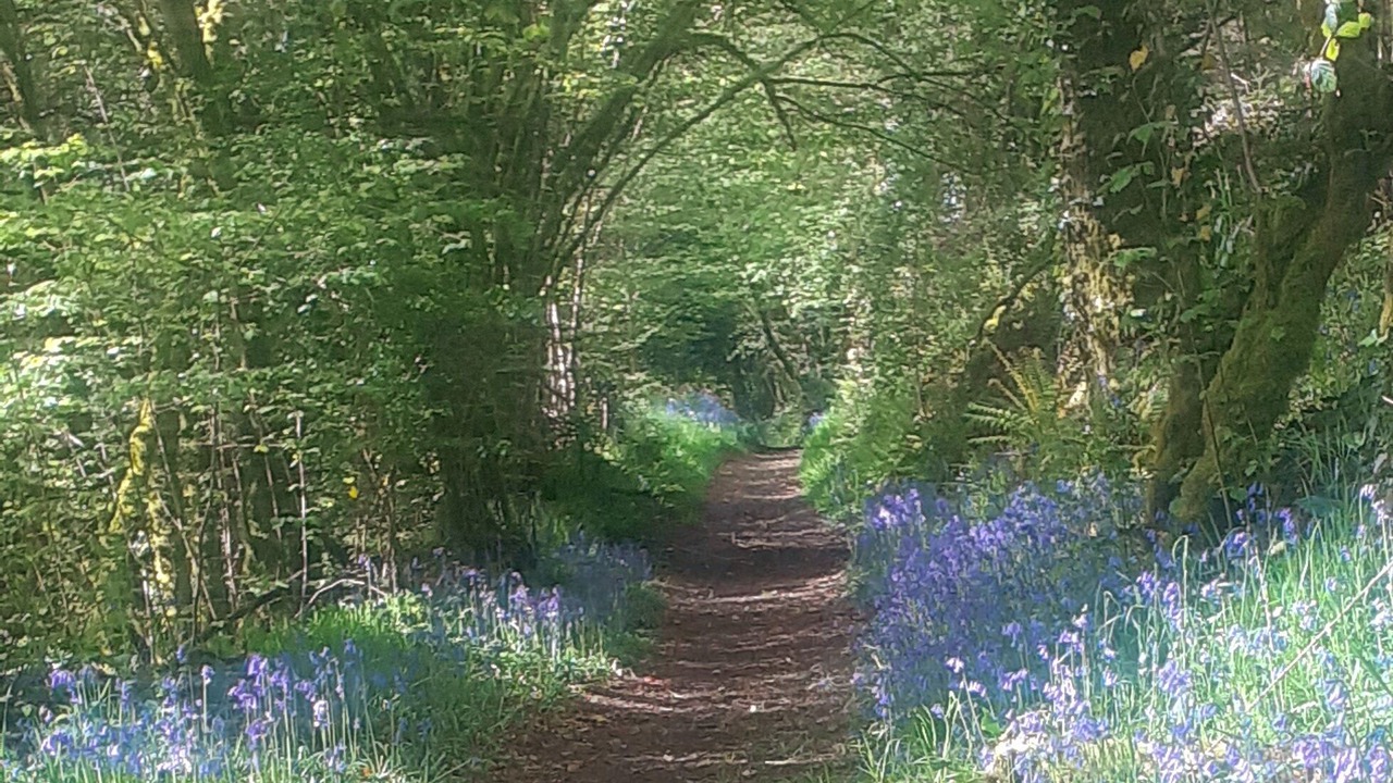 Photo of Others in Belle-Isle-en-Terre