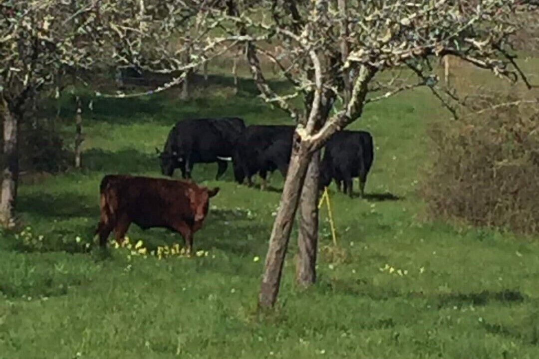 Photo of Outdoor in Pontcirq