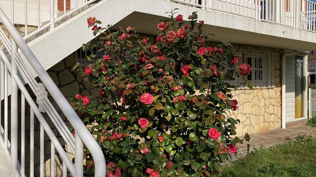 Photo of Outdoor in Maubuisson