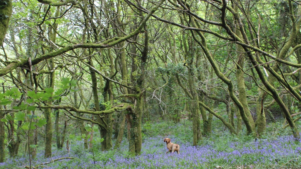 Photo of Outdoor in Neath