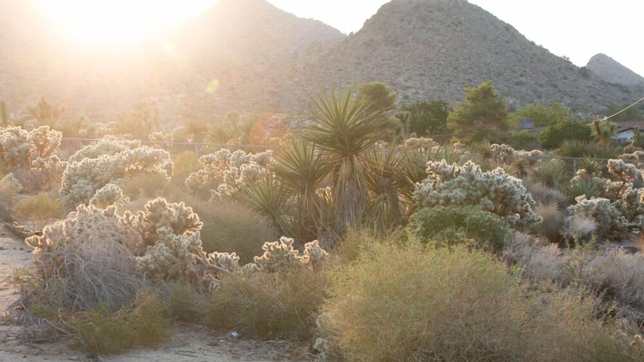 Photo of Others in Joshua Tree Highlands