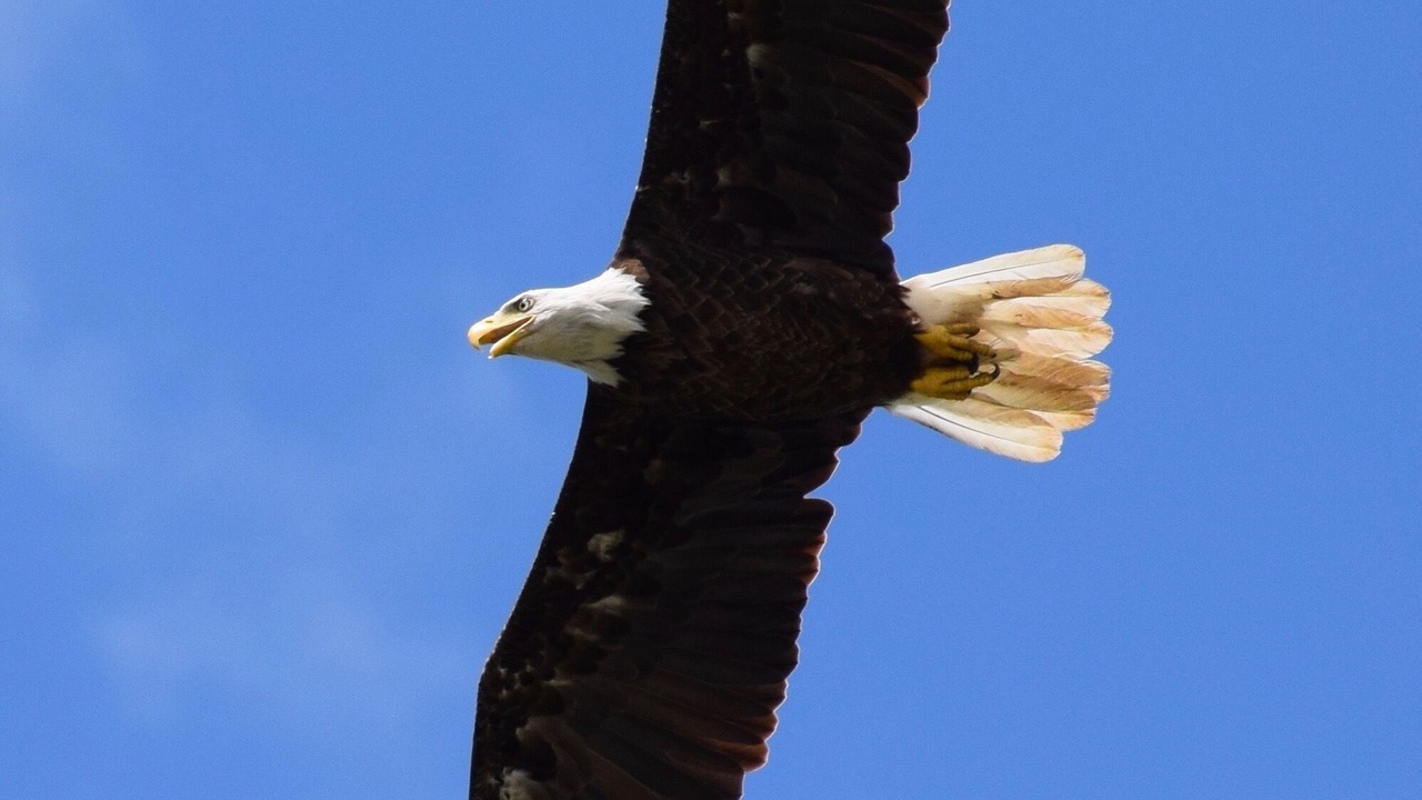 Photo of Others in Ballwin