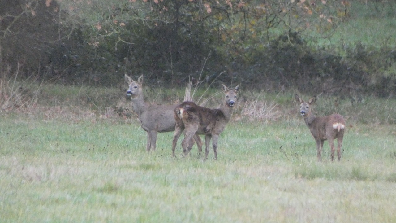 Photo of Outdoor in Preaux