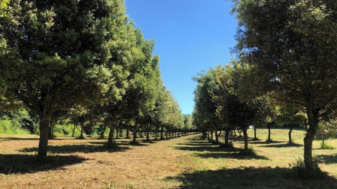 Photo of Others in Echire