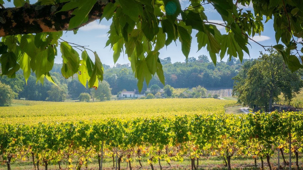 Photo of Outdoor in Monbazillac