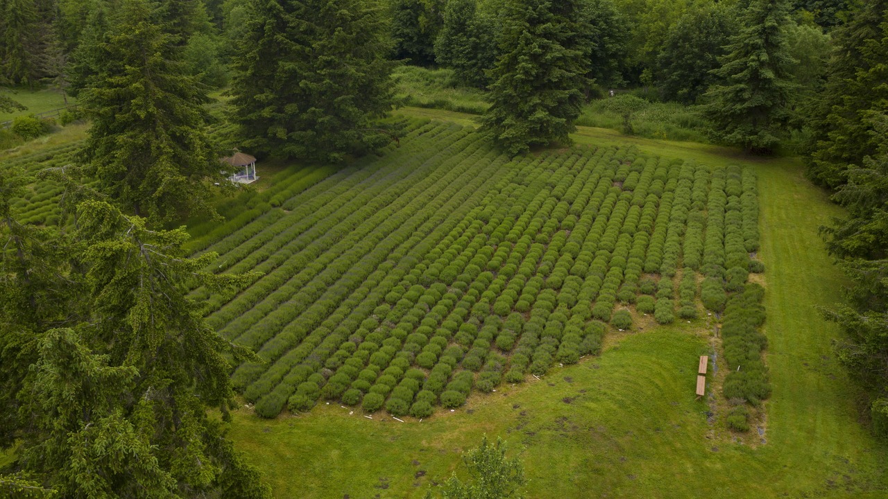 Photo of Outdoor in Sequim