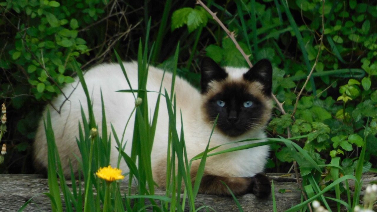 Photo of Outdoor in Saint-Julien-des-Landes