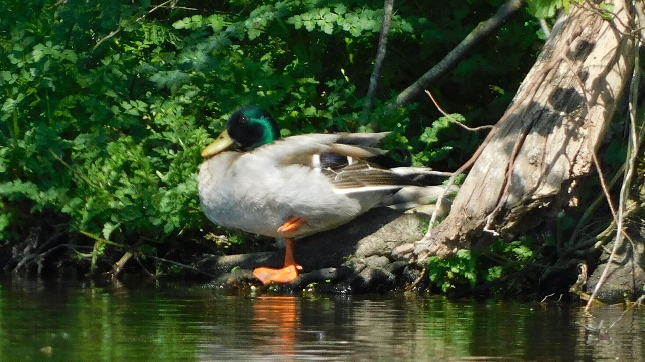 Photo of Others in Saint-Julien-des-Landes