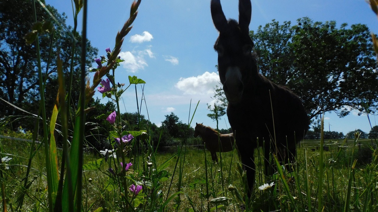 Photo of Others in Saint-Julien-des-Landes