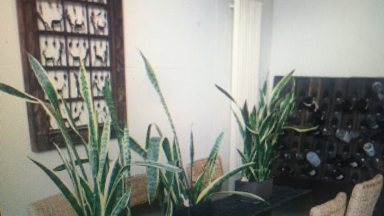 Photo of Others in St Kilda