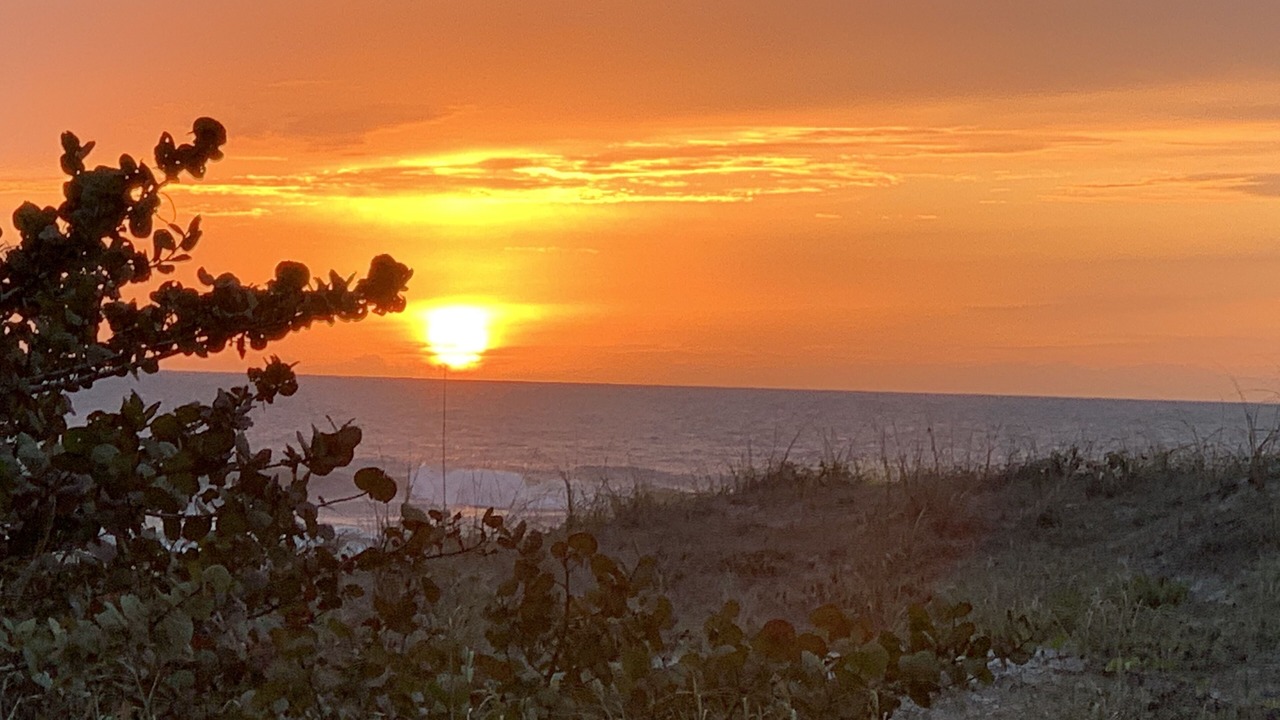 Photo of Others in Indian Rocks Beach