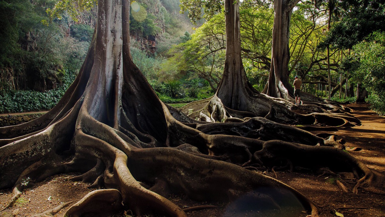 Photo of Outdoor in Poipu