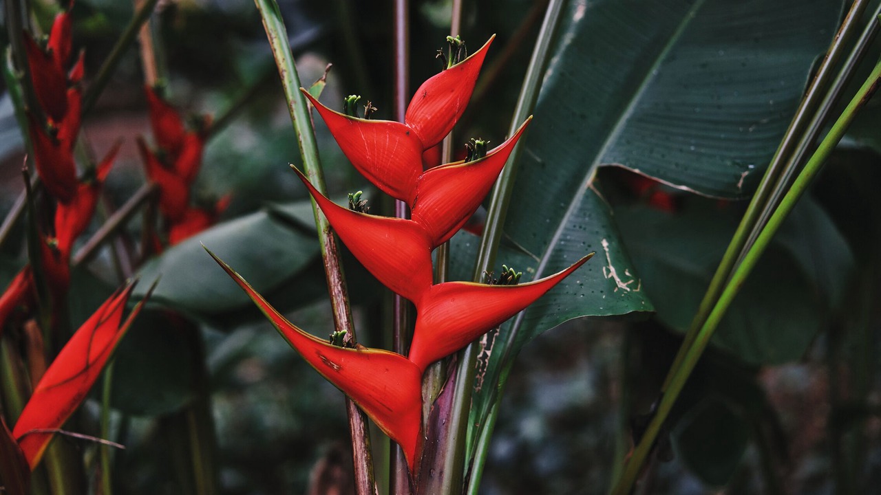 Photo of Outdoor in Poipu
