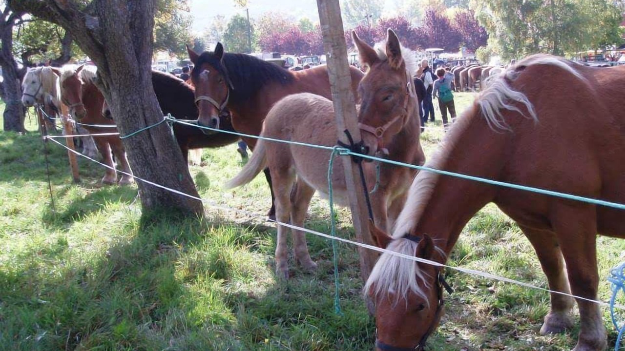 Photo of Outdoor in Selonnet