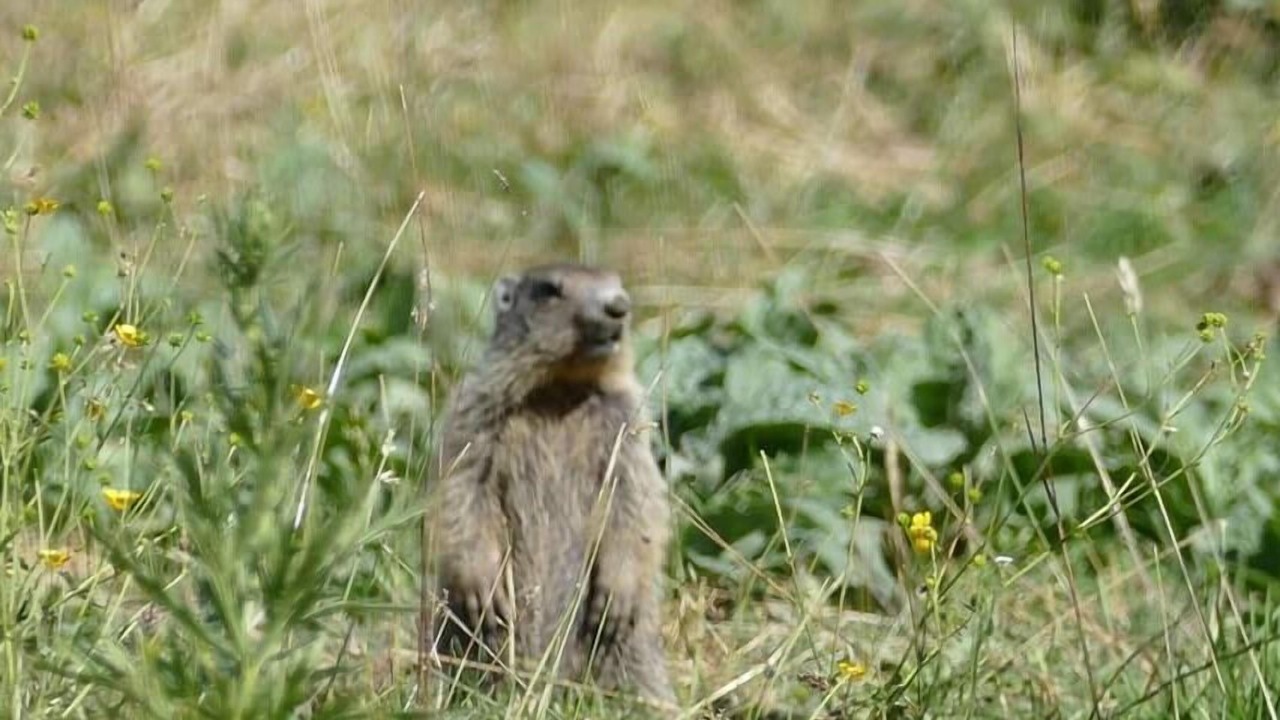 Photo of Outdoor in Selonnet