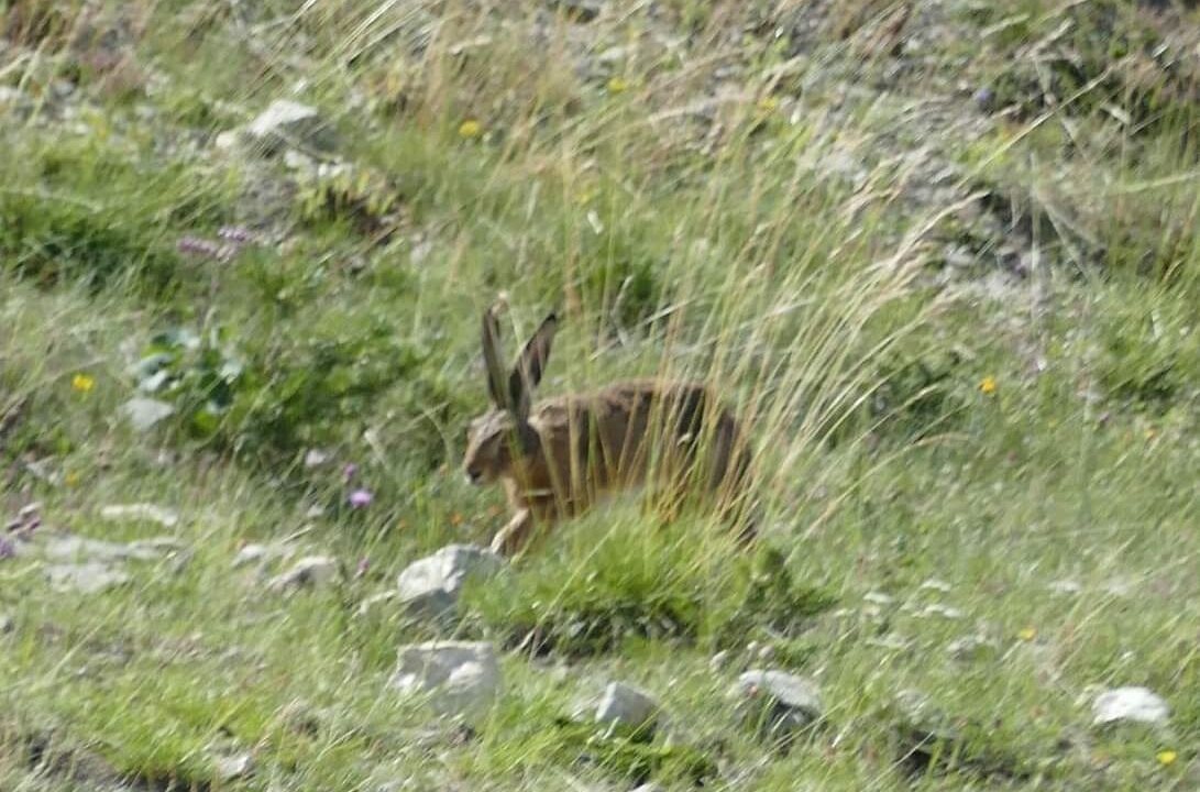 Photo of Outdoor in Selonnet