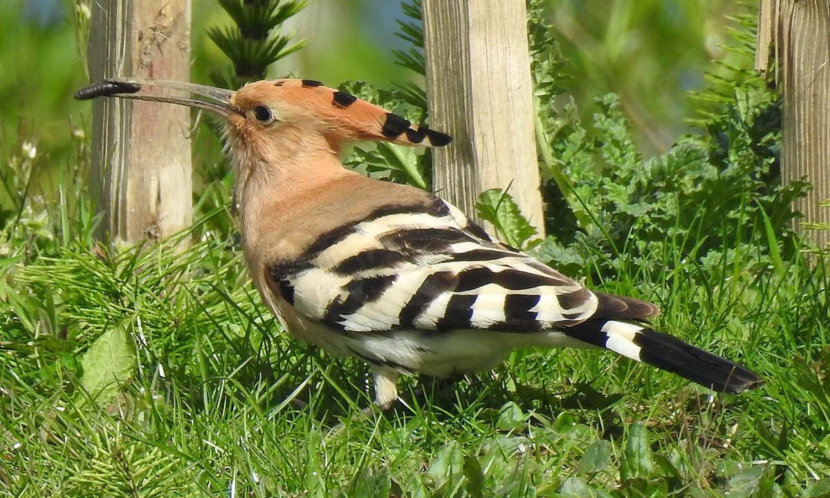 Photo of Outdoor in Shanklin