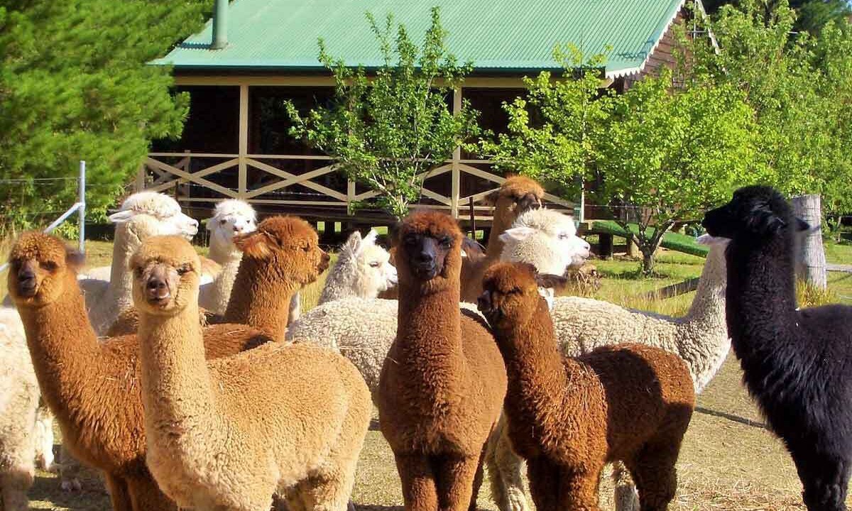 Photo of Others in Berambing