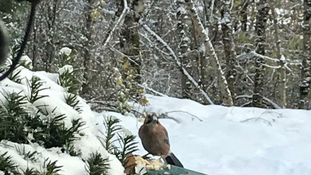 Photo of Outdoor in Saint-Priest-la-Prugne