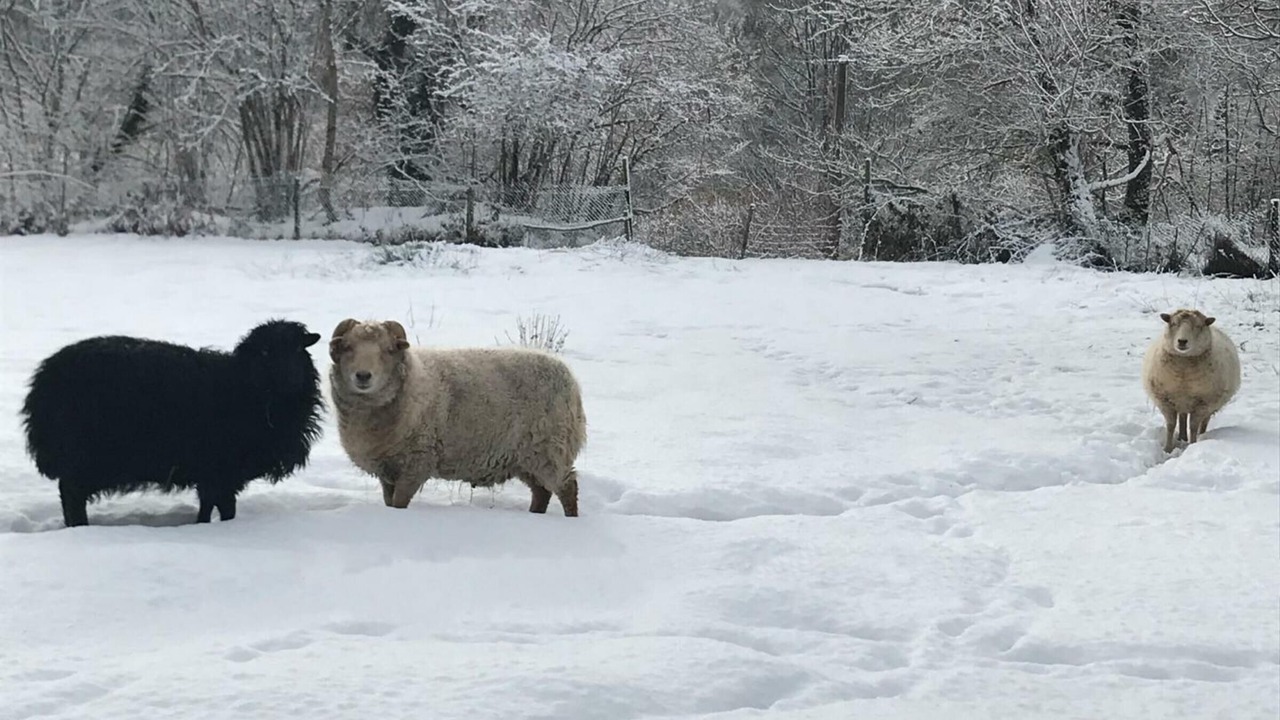 Photo of Others in Saint-Priest-la-Prugne