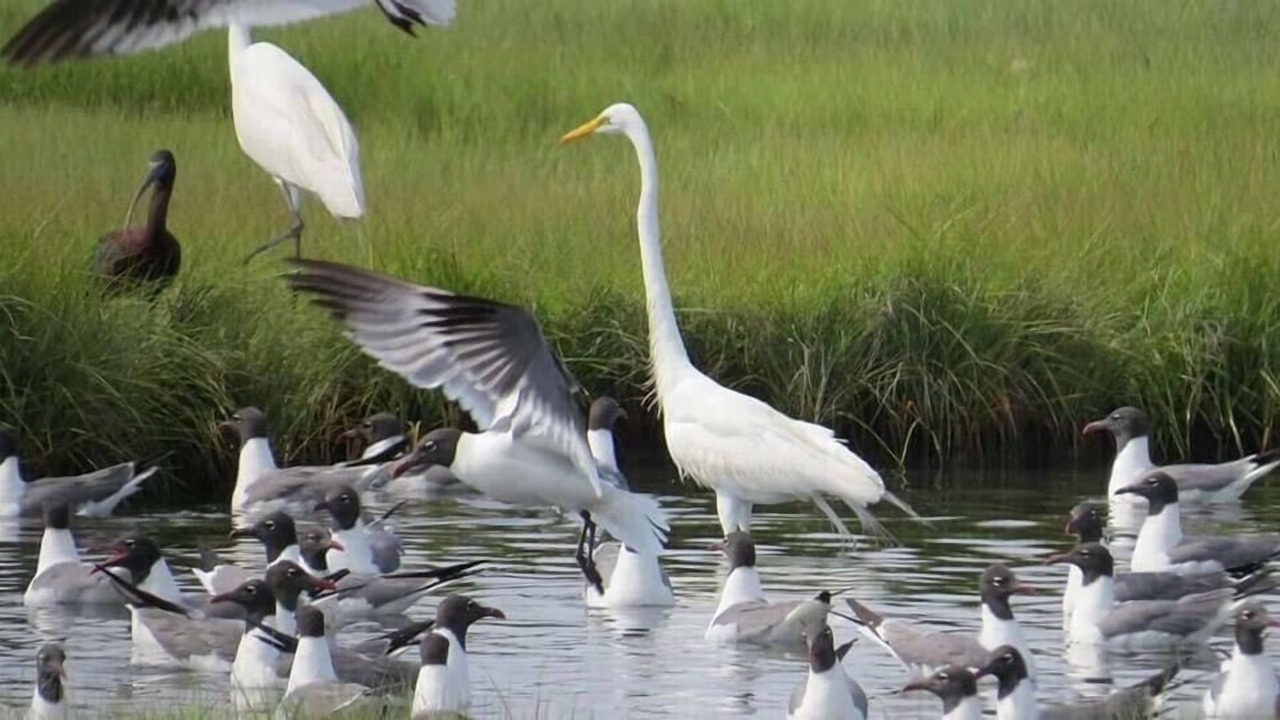 Photo of Others in Cape May Court House
