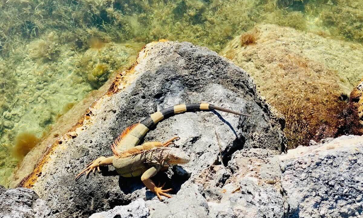 Photo of Others in Islamorada