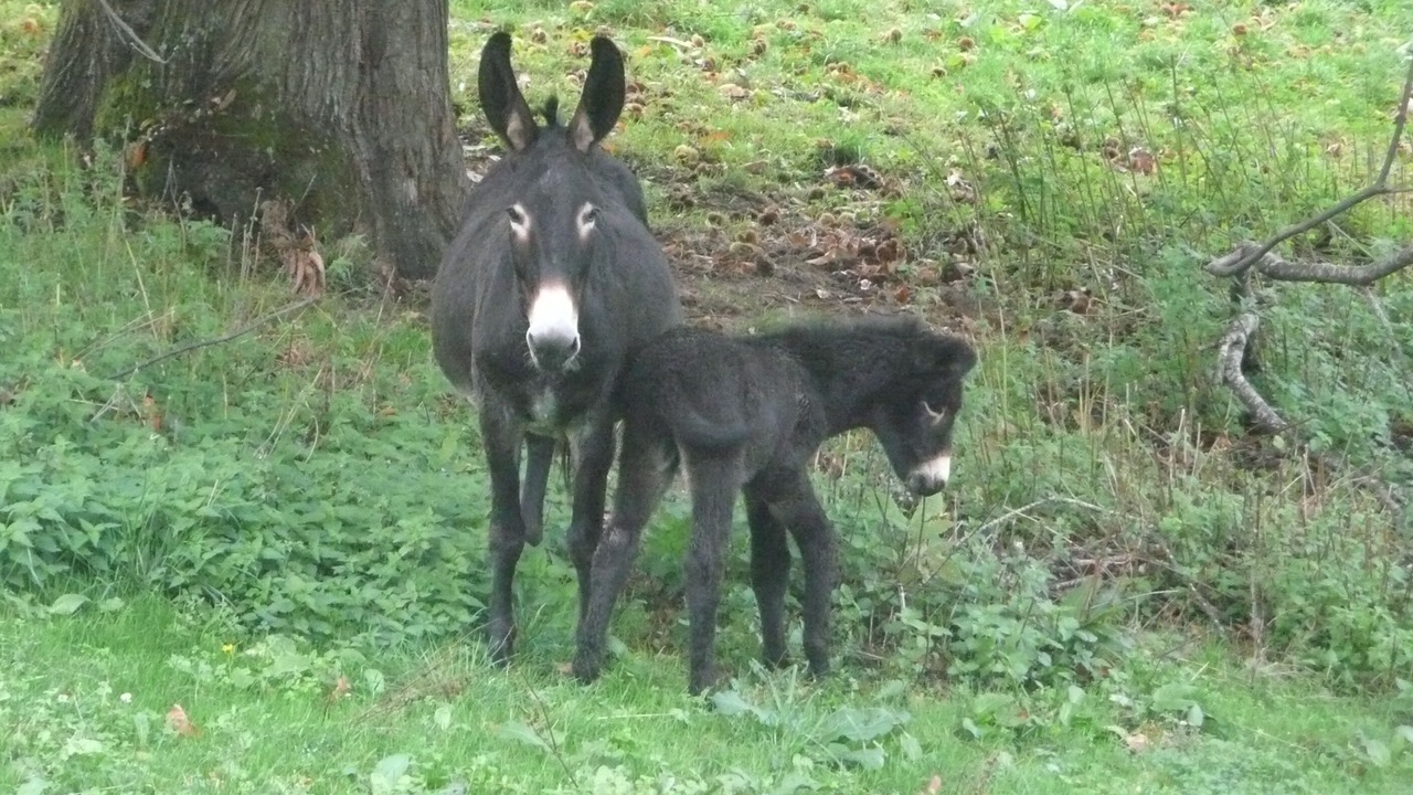 Photo of Outdoor in Hautefage
