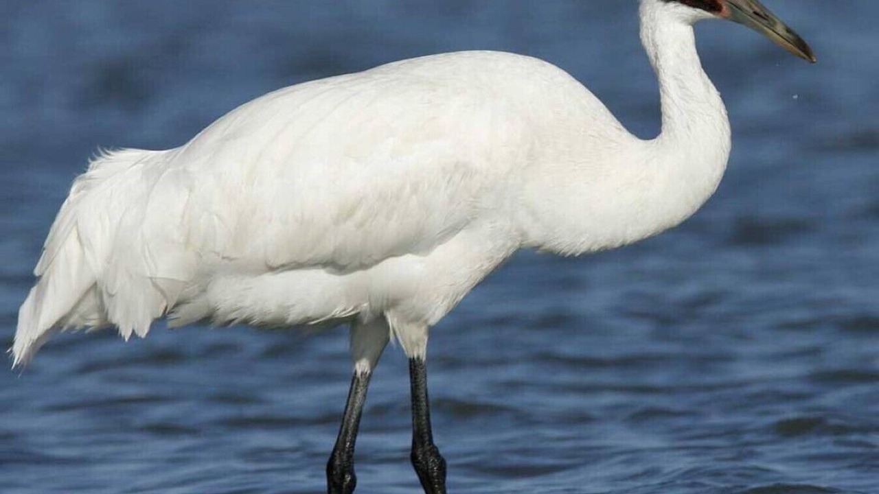 Photo of Others in Rockport