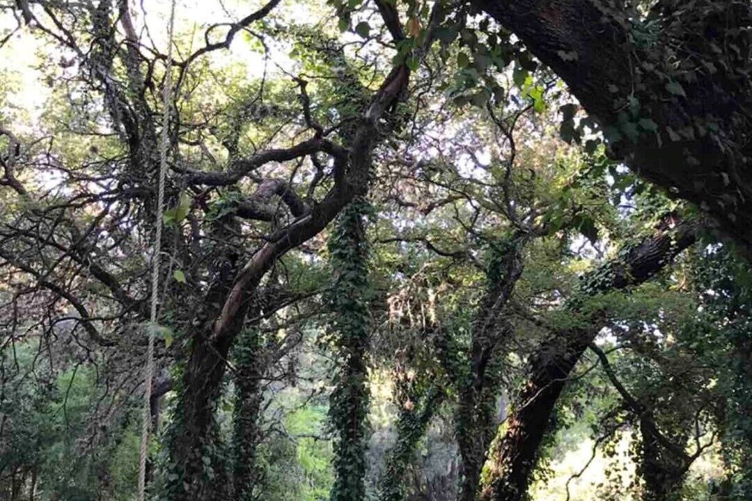 Photo of Outdoor in Helotes