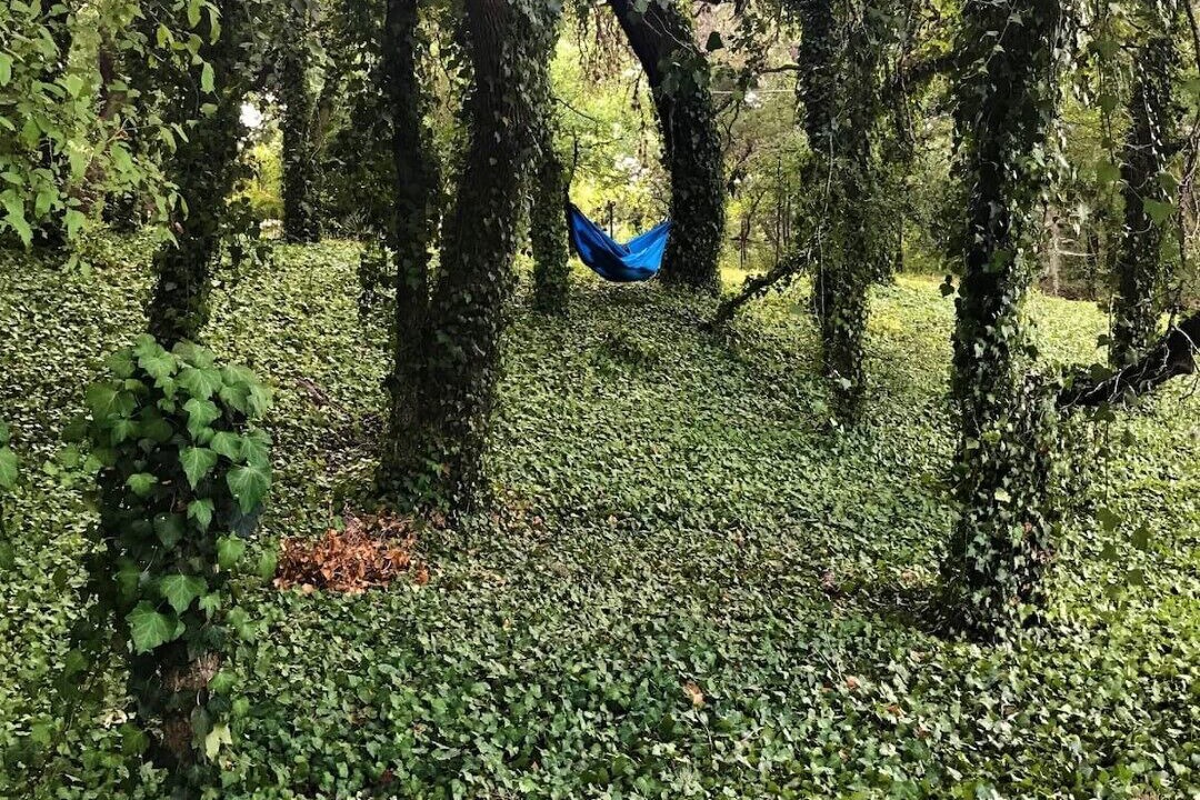 Photo of Outdoor in Helotes