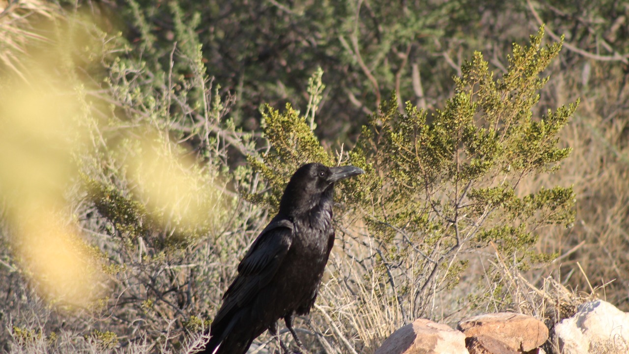 Photo of Outdoor in Brewster County