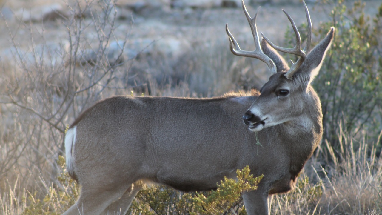 Photo of Outdoor in Brewster County