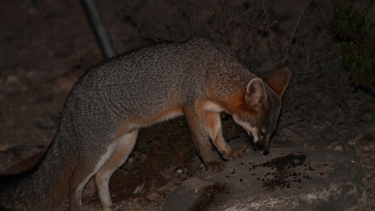Photo of Others in Brewster County