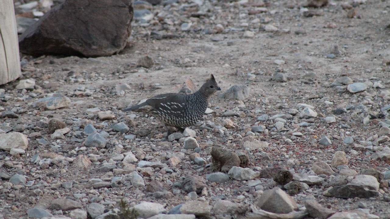 Photo of Outdoor in Brewster County